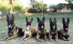 Cabinet veterinar BLUE CROSS, dr. Deleanu > scoala dresaj DOG MASTER > PET SHOP, Cluj Napoca, CJ, m4211_6.jpg