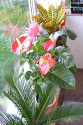 FLORARIA CENTER > livrari flori si aranjamente florale nunti si evenimente, buchete mireasa, Baia Mare, MM, m5408_5.jpg