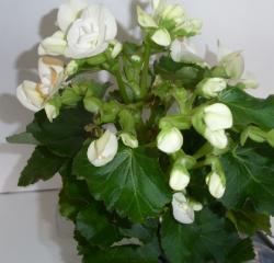 FLORARIA CENTER > livrari flori si aranjamente florale nunti si evenimente, buchete mireasa, Baia Mare, MM, m5408_7.jpg