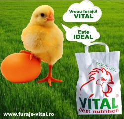 Furaje, hrana pui > Vital Best Nutrition, Timisoara, TM, m6355_6.jpg